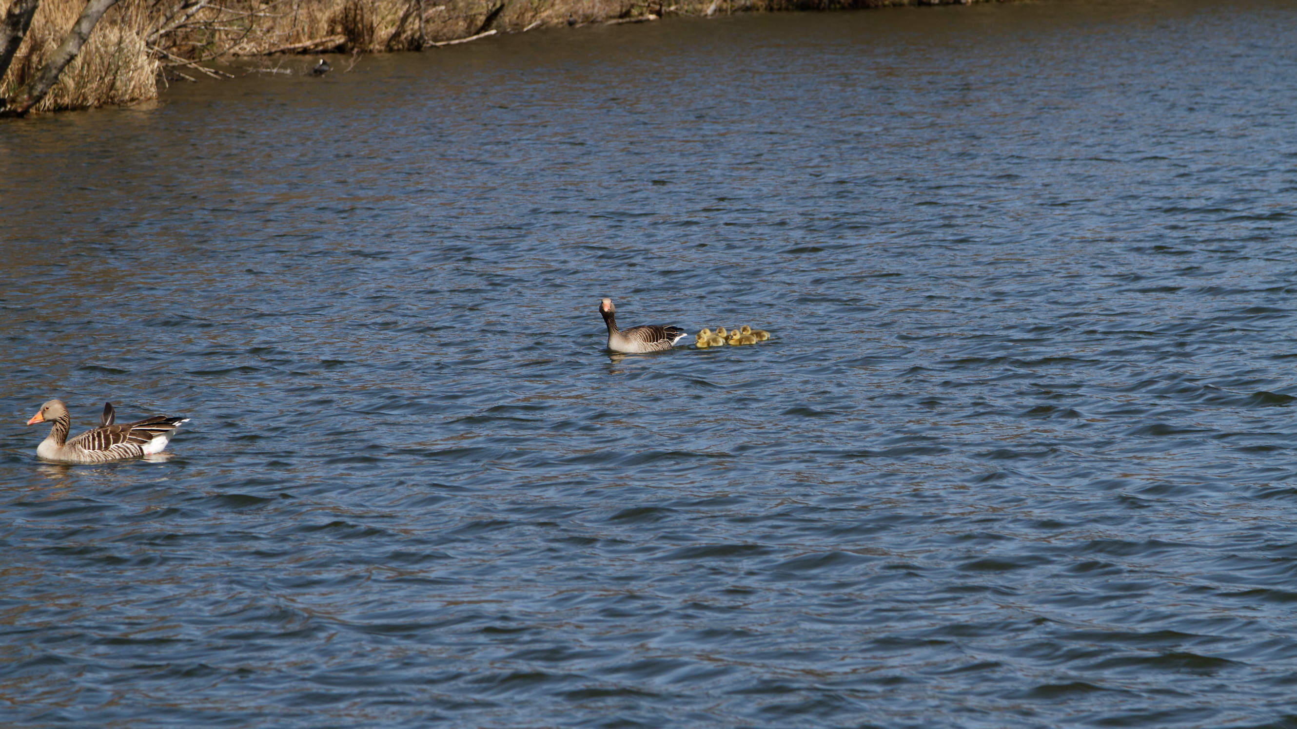 20210420 Lyngby Sø 61